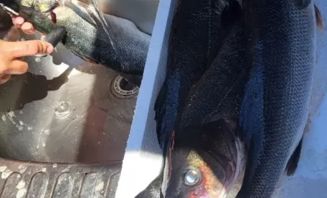 Nettoyage et filetage du poisson - Philippe Coulot - Marseille